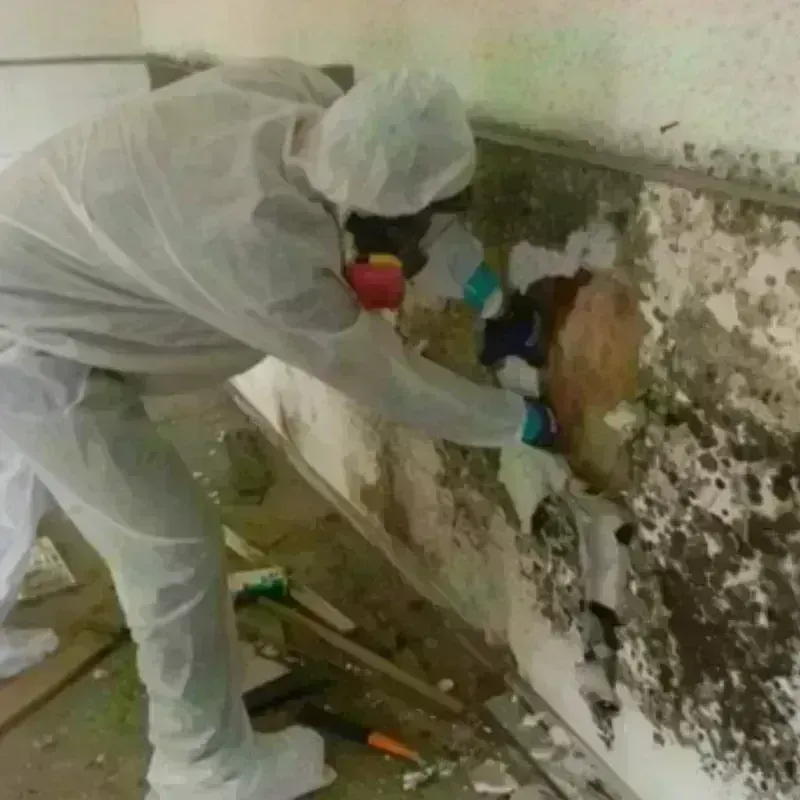 Mold Remediation and Removal in Gardendale, TX